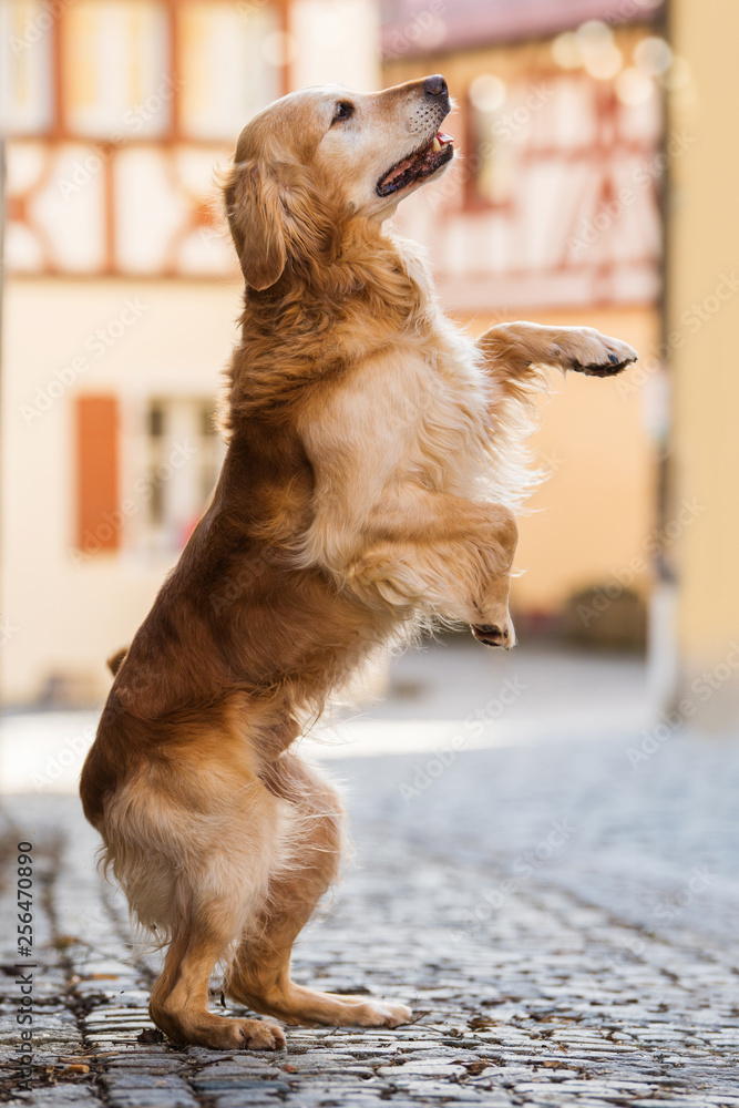 Golden Retriever Back Legs Not Working atelieryuwa.ciao.jp