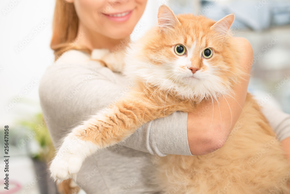 Beautiful woman and her cat at the vet clinic Beautiful woman and her cat at the vet clinic