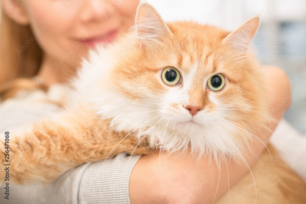 Beautiful woman and her cat at the vet clinic