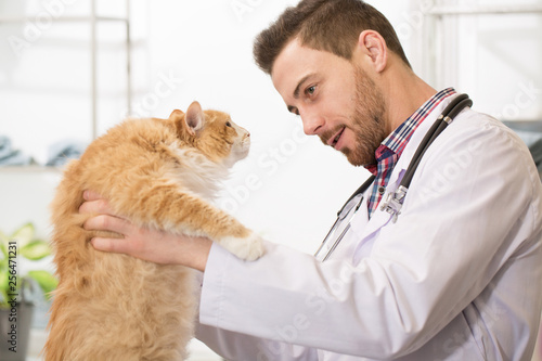 Fototapeta Naklejka Na Ścianę i Meble -  Professional vet examining a cat