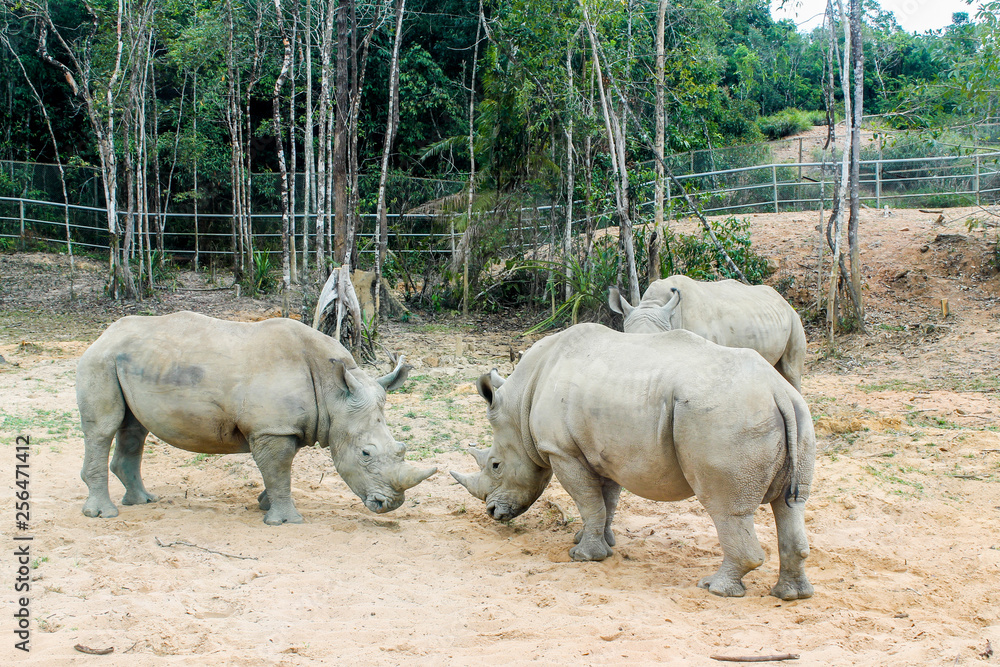 Obraz premium rhinoceros