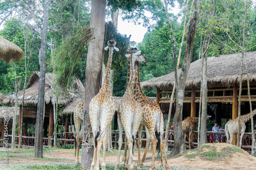 Canvas Print giraffe
