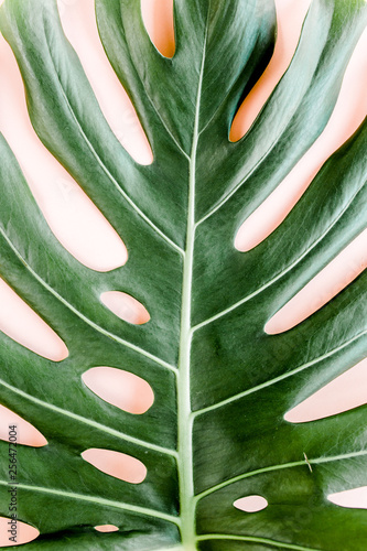 Bild auf Leinwand Tropical palm leaf Monstera on pink background