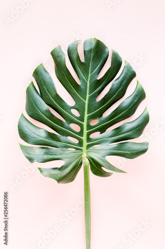 Bild auf Leinwand Tropical palm leaf Monstera on pink background