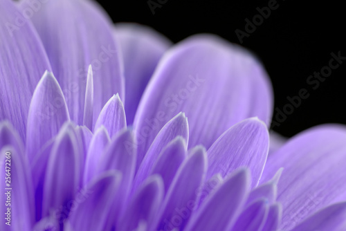 Purple Petals Background