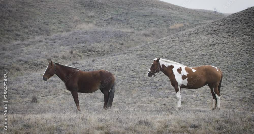 two brown horses with white spots on the background of autumn grass two brown horses with white spots on the background of autumn grass