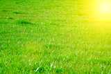 Grass green field on the hill, herb mockup