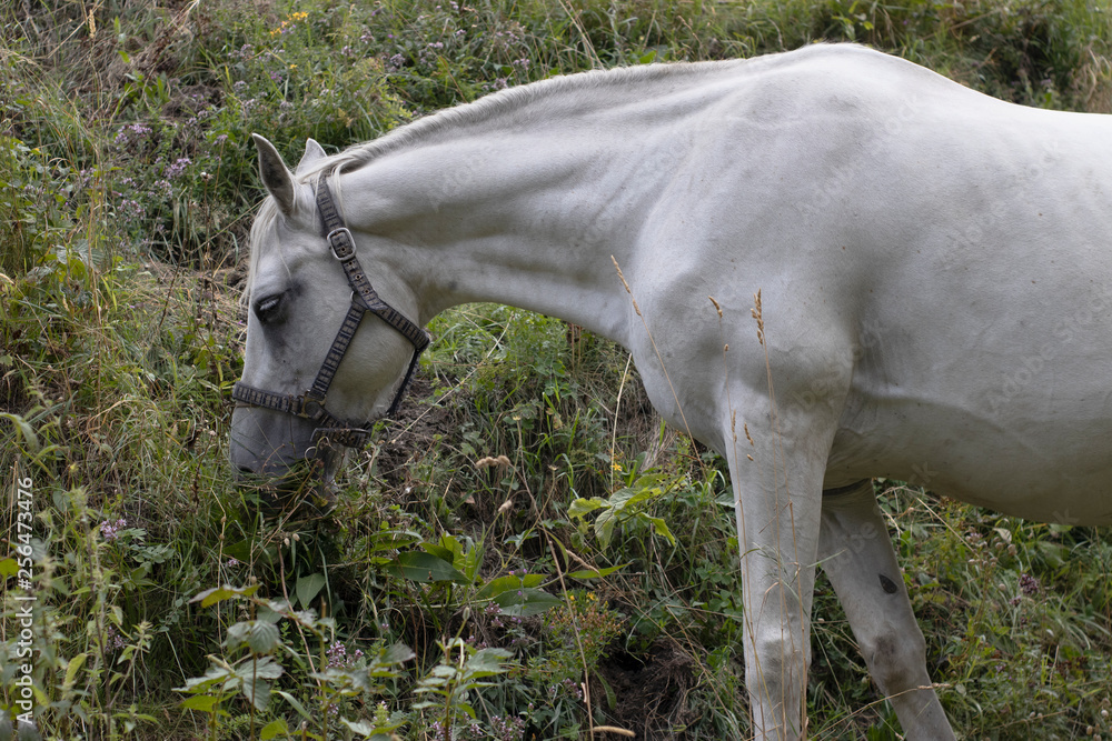 caballo blanco