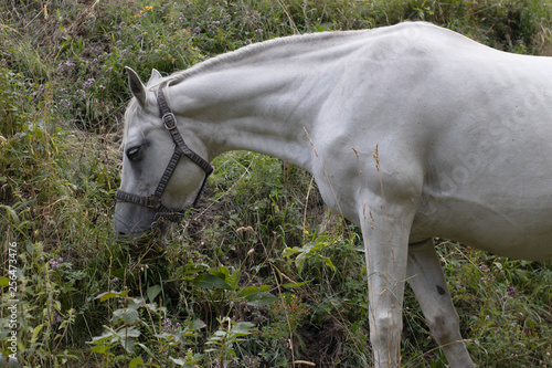 Obraz na płótnie caballo blanco w salonie