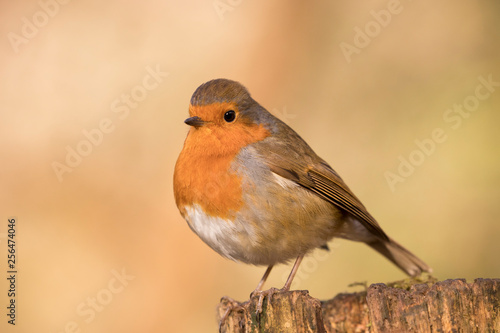 European Robin (Erithacus rubecula) perched in the spring sunshine. Taken in Cardiff, South Wales, UK