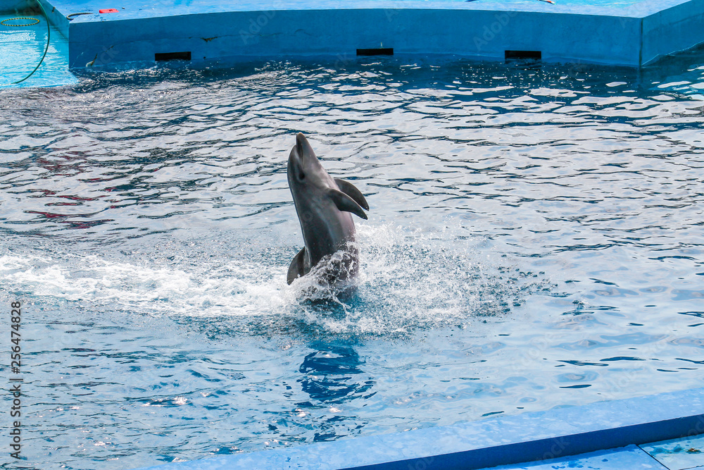 Obraz premium dolphin