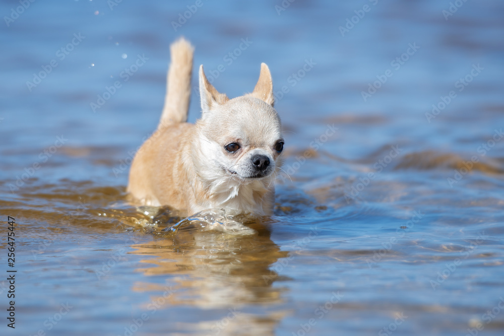 Chihuahua sales in water
