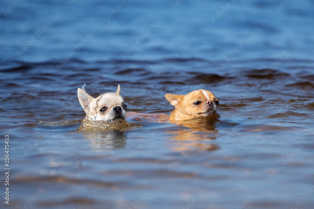 two chihuahua dogs swimming together