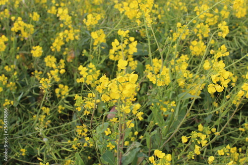 rape flowers