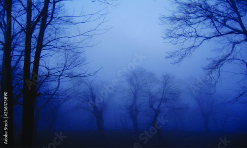 paesaggio nebbia