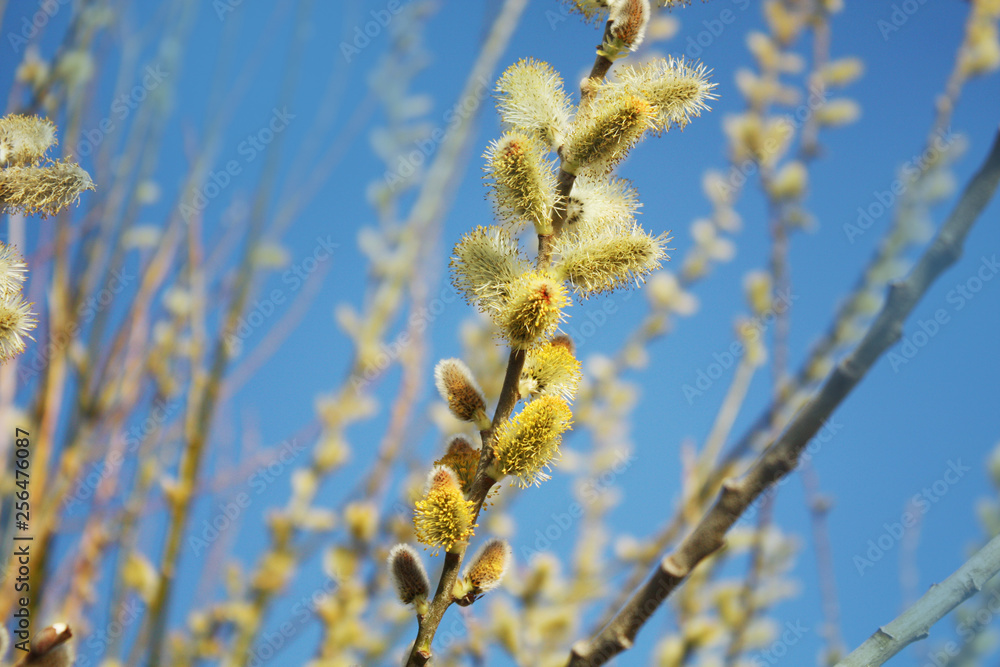 Fototapeta premium Pussy willow on the blue sky background.