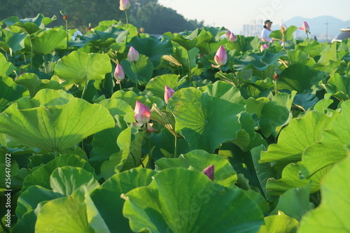 Gyeongju Waterlilies photo