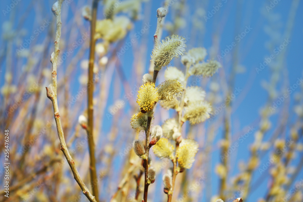 Pussy willow on the blue sky background. Pussy willow on the blue sky background.