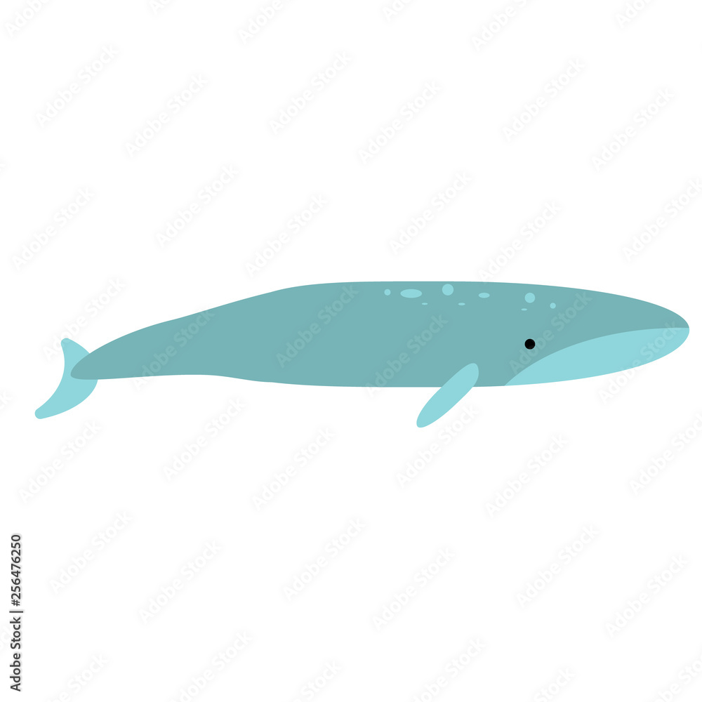 Fototapeta premium Whale flat illustration on white