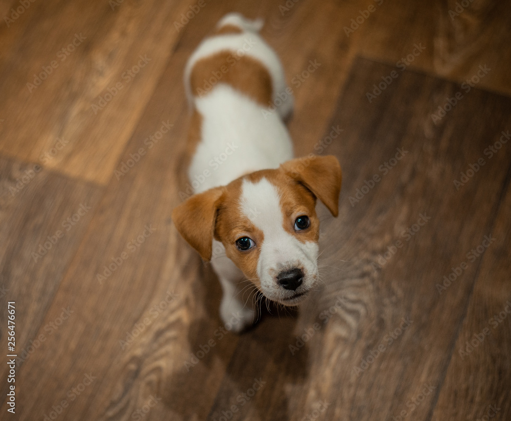Jack Russell Terrier puppy standing on a wooden floor and looking into the camera.