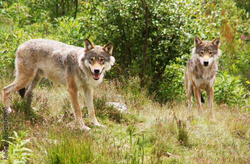 Norwegian Wolfes
