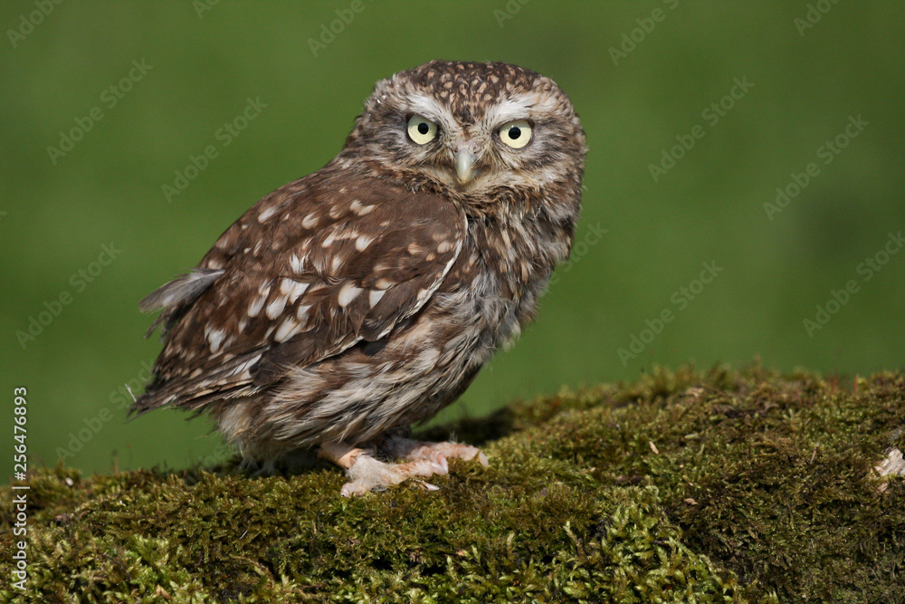 Fototapeta premium Little Owl (athene noctua) 