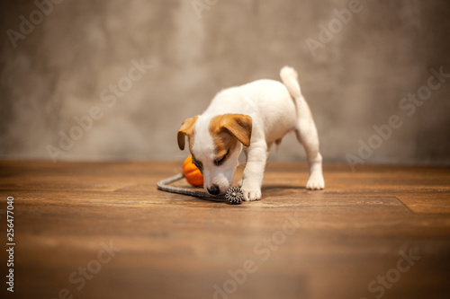 Jack Russell Terrier puppy playing with orange ball with a rope at the end against the background of a gray wall on a wooden floor
