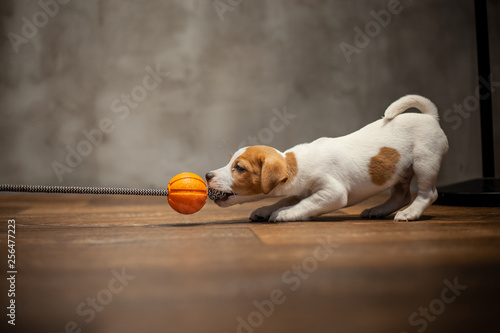 Jack Russell Terrier puppy playing with orange ball with a rope at the end against the background of a gray wall on a wooden floor