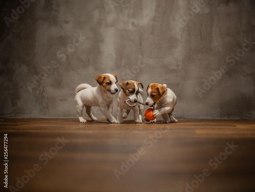Jack Russell Terrier puppies are played on the wooden floor against a gray wall.