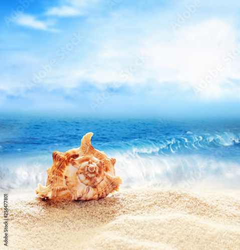 Summer beach. Seashell on a sand and ocean as background.