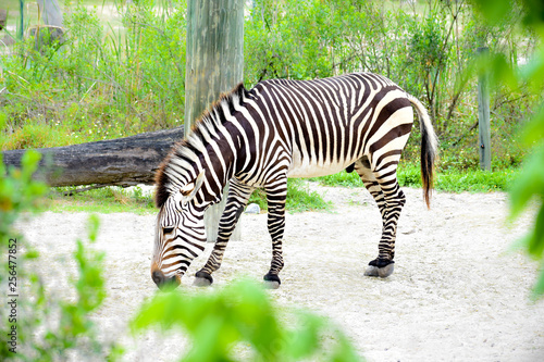 Zebra Grazing on Savannah