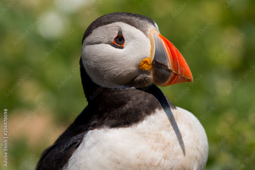 Naklejka premium Puffin (fratercula arctica) on Skomer Island, Pembrokeshire, Wales, UK