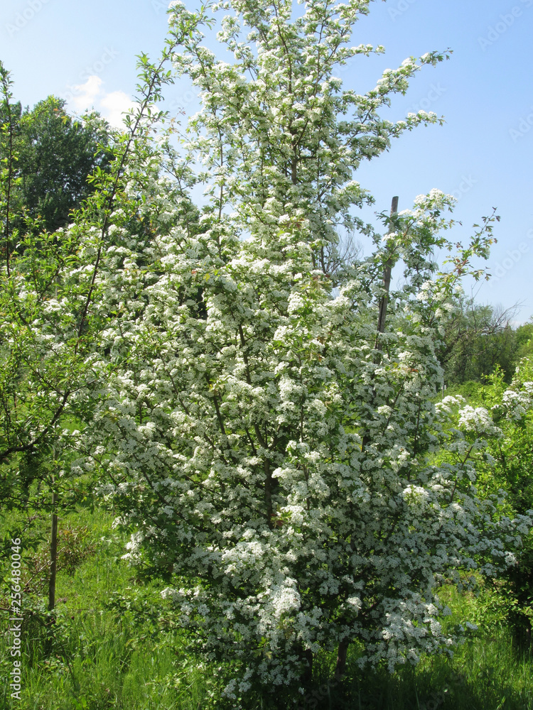 Blossoming Sambucus Nigra ( Adoxaceae family) . Elder or Elderberry or Black elder or European elder flowering plant