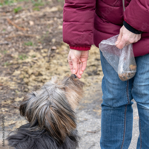 Mischlingshund bekommt einen Leckerlie photo