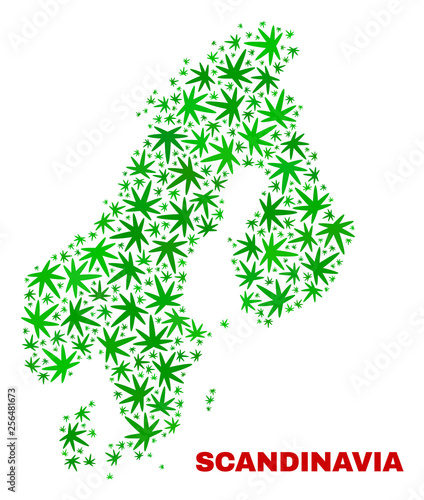Vector cannabis Scandinavia map mosaic. Template with green weed leaves for weed legalize campaign. Vector Scandinavia map is organized with herbal leaves.