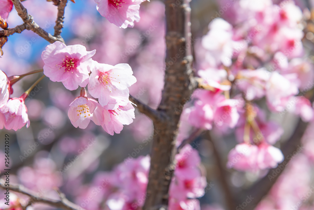 熱海桜 熱海桜