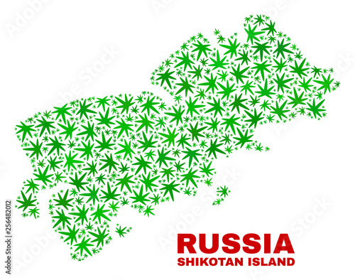 Vector cannabis Shikotan Island map collage. Template with green weed leaves for cannabis legalize campaign. Vector Shikotan Island map is constructed of weed leaves.