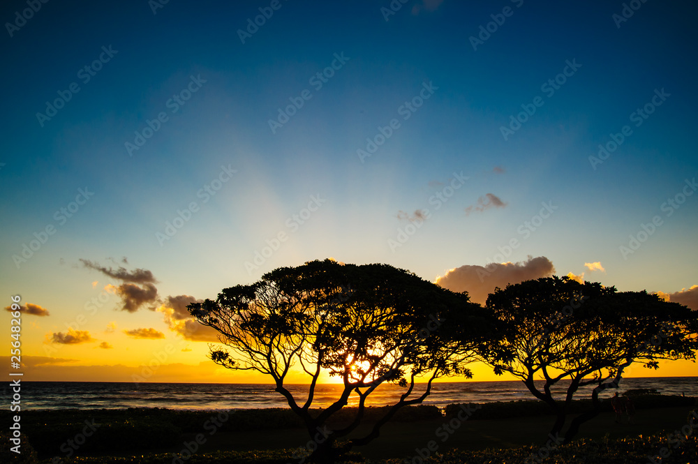 Beautiful Tropical silhouetted orange trees
