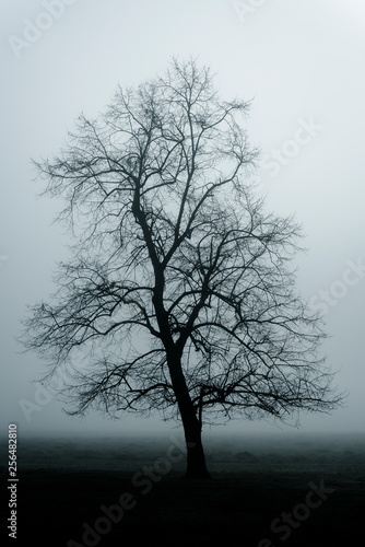 Single tree in a park in heavy fog in winter, Surrey, England, UK