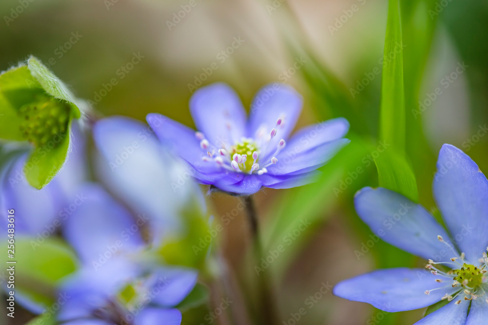 blue spring flowers close up blue spring flowers close up