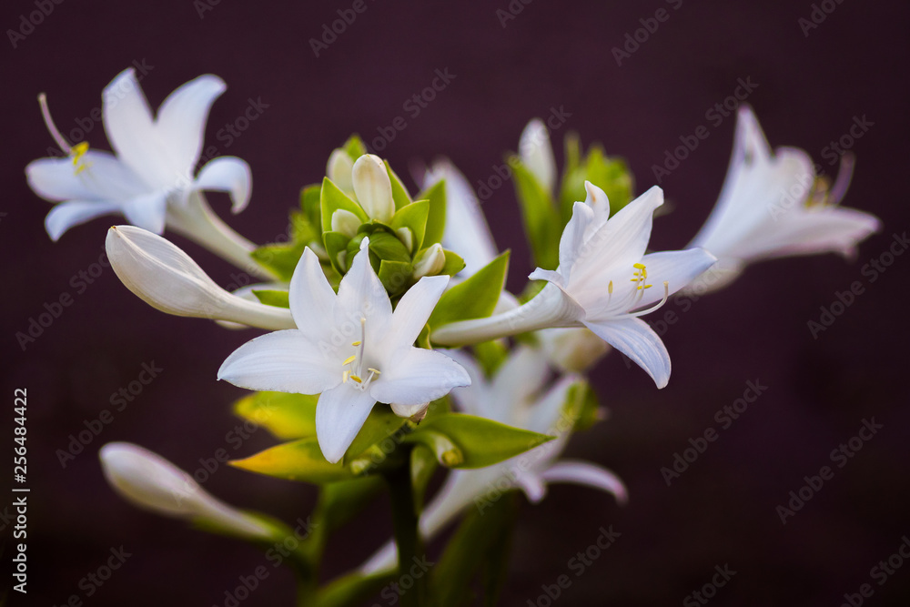 Fototapeta premium White flowers hosta on a dark background. Flowering hosta_