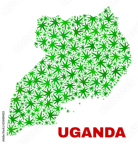 Vector cannabis Uganda map mosaic. Template with green weed leaves for cannabis legalize campaign. Vector Uganda map is designed with weed leaves.