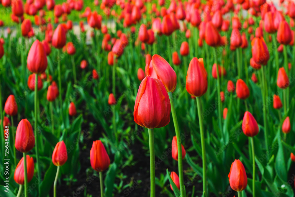 Bright flowers tulips in spring. Spring bloom in the park. Flower festival. 