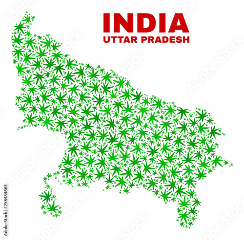 Vector marijuana Uttar Pradesh State map mosaic. Concept with green weed leaves for weed legalize campaign. Vector Uttar Pradesh State map is constructed of herbal leaves.