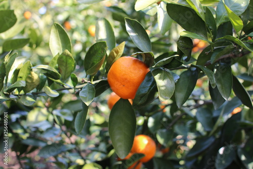 tangerine orange