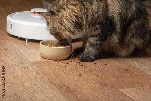 Cat eats from a bowl on the background of a robot vacuum cleaner