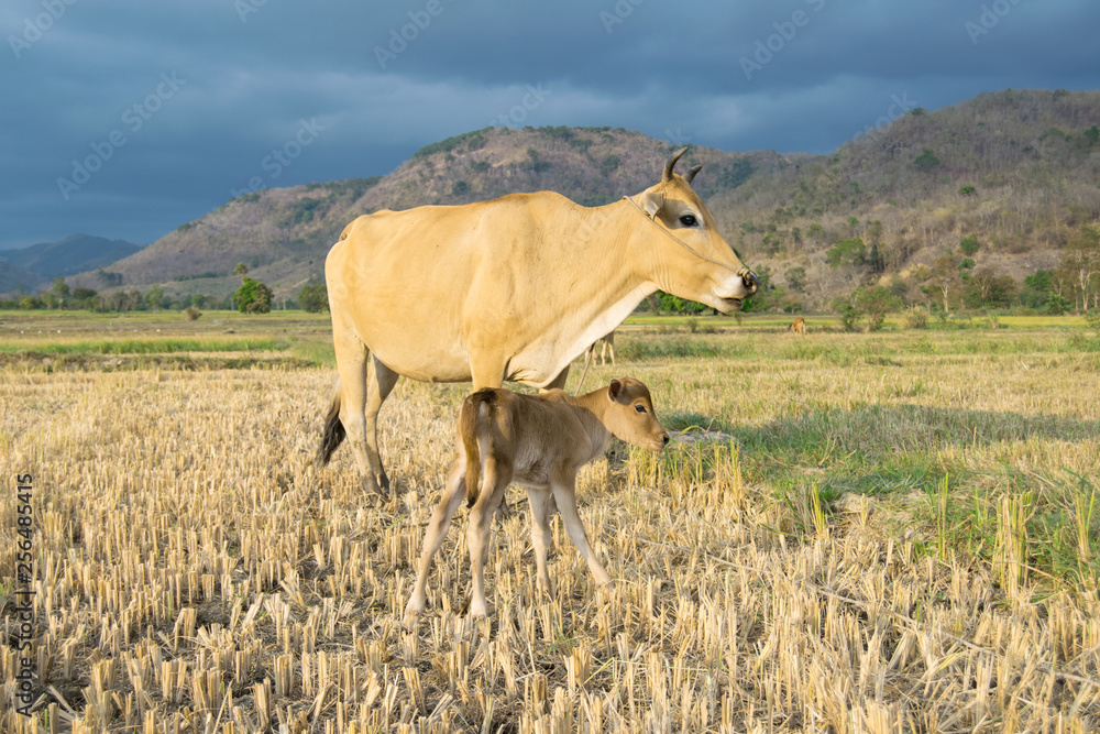 A cow with a calf on a mowed rice field, a mountainous Vietnamese valley. Sunset time
