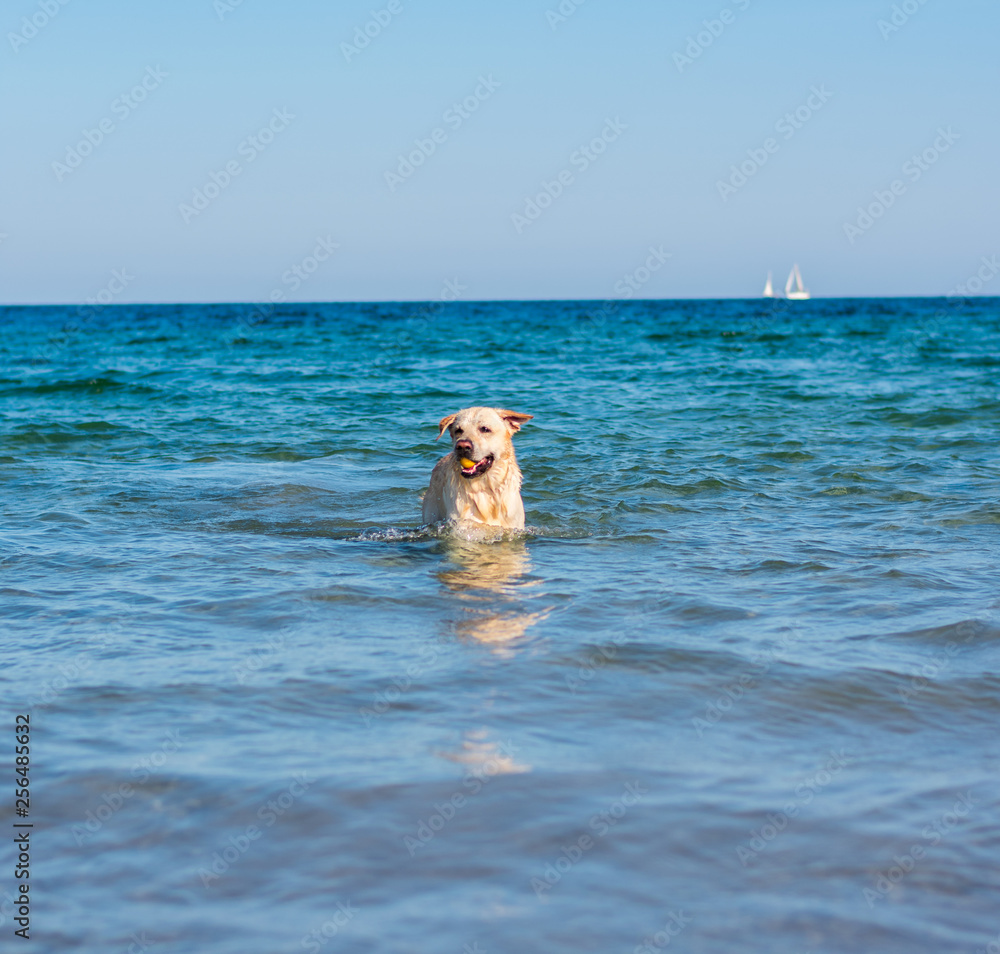 Beautiful labrador dog having fun on the beach