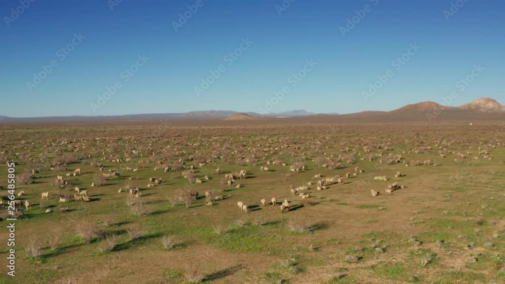 Slow Aerial Drone shot of Sheep flock grazing in Mojave Desert wilderness Slow Aerial Drone shot of Sheep flock grazing in Mojave Desert wilderness