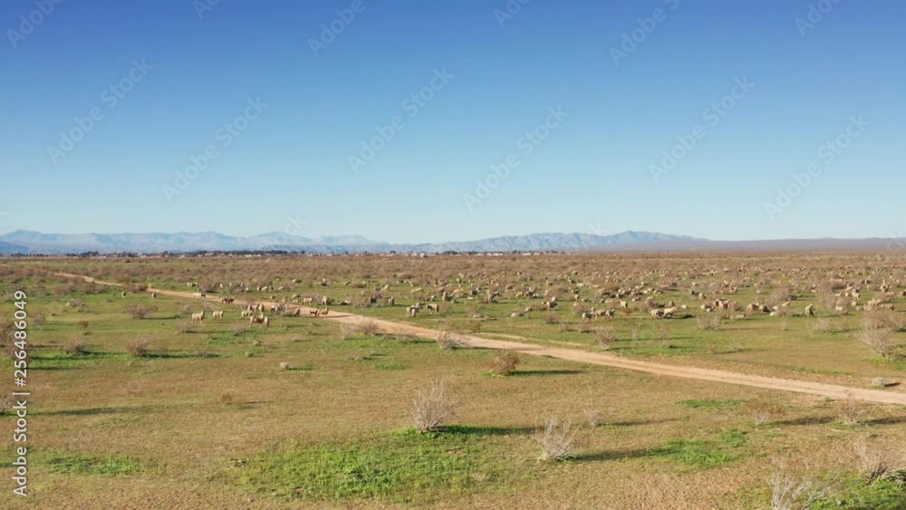 Picturesque sheep herd relaxing in green Mojave Desert, Aerial Approach Picturesque sheep herd relaxing in green Mojave Desert, Aerial Approach